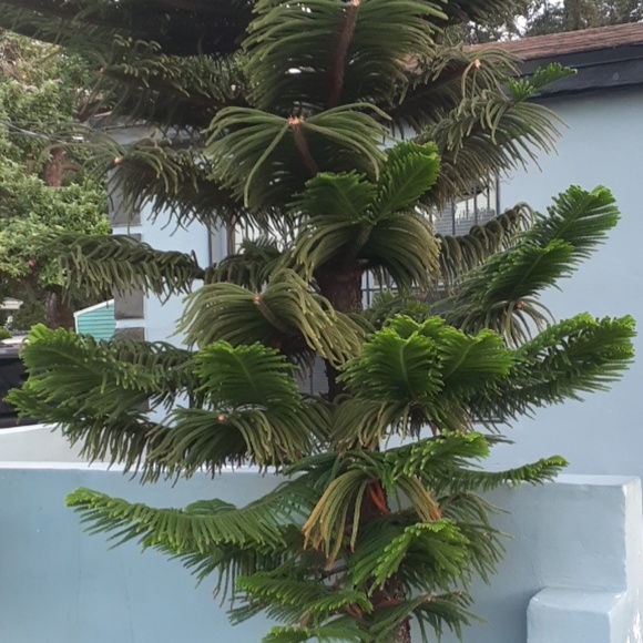 Meet your Posher, Tina - Picture 1 of 1